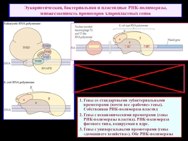 Эукариотическая, бактериальная и пластидные РНК-полимеразы, множественность промоторов хлоропластных генов 1. Гены