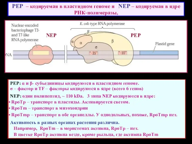 PEP – кодируемая в пластидном геноме и NEP – кодируемая в