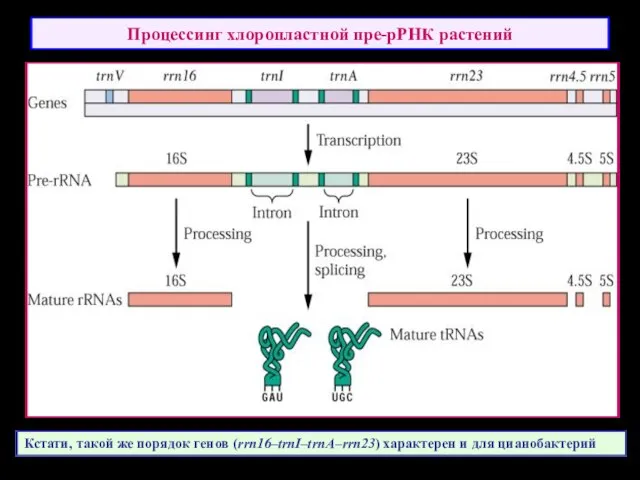 Процессинг хлоропластной пре-рРНК растений Кстати, такой же порядок генов (rrn16–trnI–trnA–rrn23) характерен и для цианобактерий