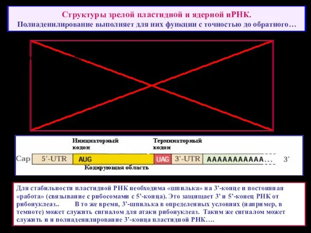 Структуры зрелой пластидной и ядерной иРНК. Полиаденилирование выполняет для них функции