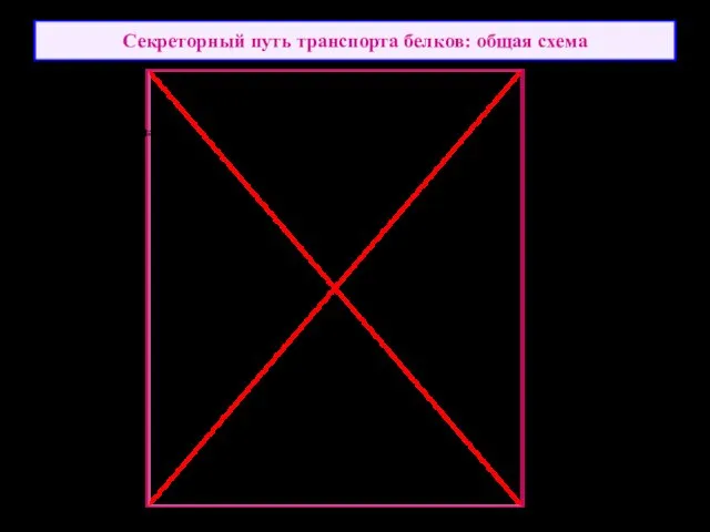 Секреторный путь транспорта белков: общая схема