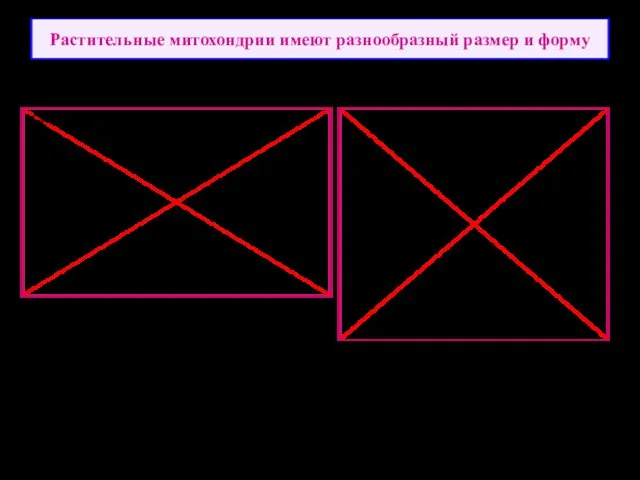 Растительные митохондрии имеют разнообразный размер и форму