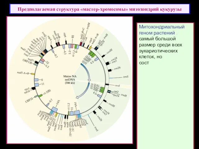 Предполагаемая структура «мастер-хромосомы» митохондрий кукурузы Митохондриальный геном растений имеет самый большой