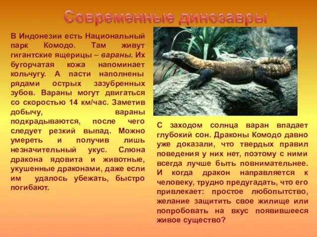 С заходом солнца варан впадает глубокий сон. Драконы Комодо давно уже