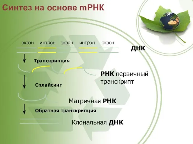 ДНК экзон интрон экзон экзон интрон Транскрипция РНК первичный транскрипт Сплайсинг