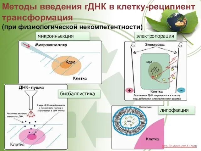 Методы введения rДНК в клетку-реципиент трансформация (при физиологической некомпетентности) микроиньекция электропорация липофекция биобаллистика http://rudocs.exdat.com