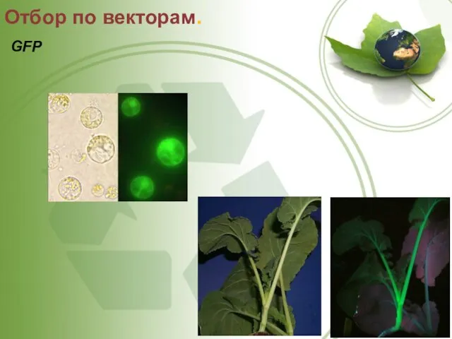 Отбор по векторам. GFP