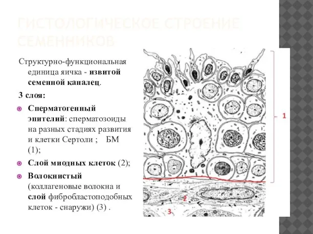 ГИСТОЛОГИЧЕСКОЕ СТРОЕНИЕ СЕМЕННИКОВ Структурно-функциональная единица яичка - извитой семенной каналец. 3