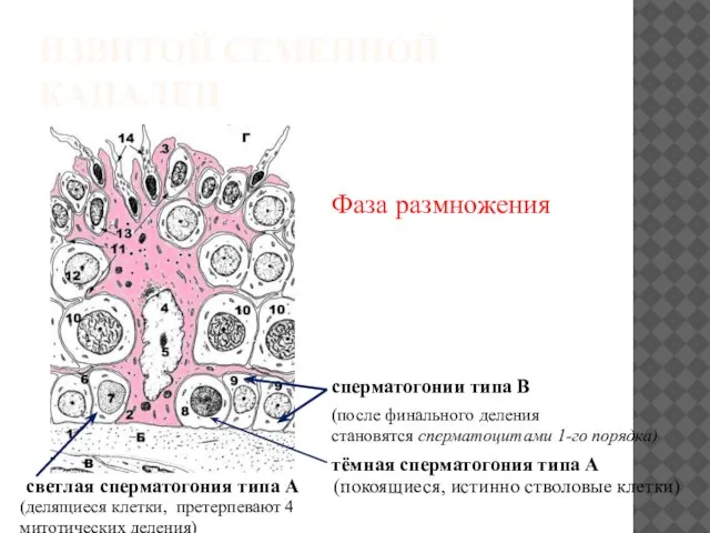 ИЗВИТОЙ СЕМЕННОЙ КАНАЛЕЦ Фаза размножения сперматогонии типа В (после финального деления