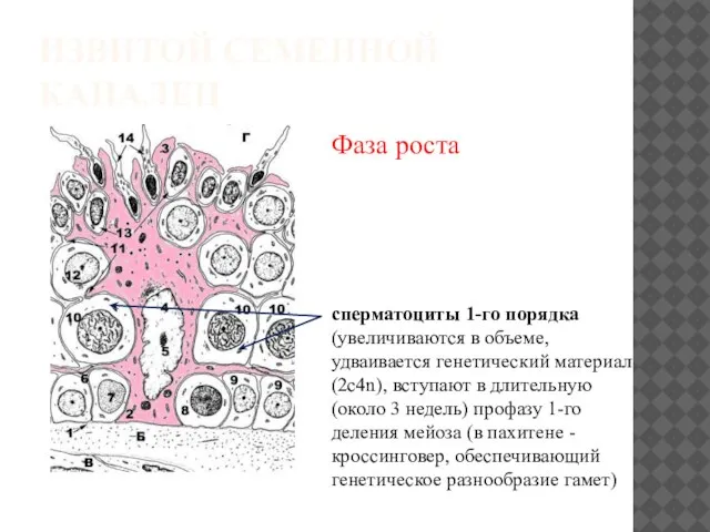 ИЗВИТОЙ СЕМЕННОЙ КАНАЛЕЦ Фаза роста сперматоциты 1-го порядка (увеличиваются в объеме,