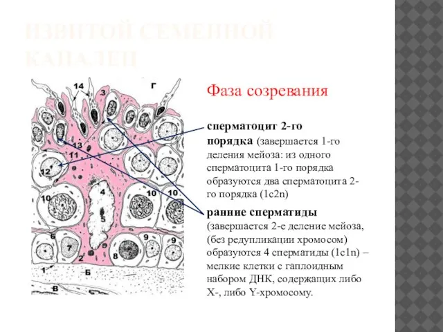 ИЗВИТОЙ СЕМЕННОЙ КАНАЛЕЦ Фаза созревания сперматоцит 2-го порядка (завершается 1-го деления