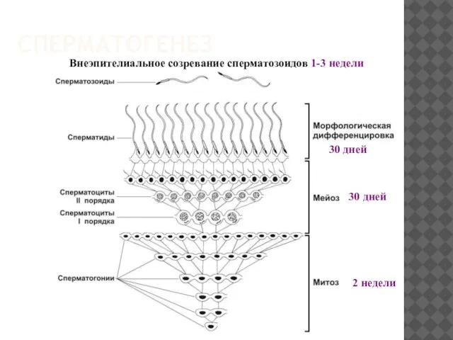 СПЕРМАТОГЕНЕЗ 2 недели 30 дней 30 дней Внеэпителиальное созревание сперматозоидов 1-3 недели