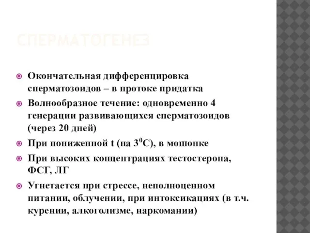 Окончательная дифференцировка сперматозоидов – в протоке придатка Волнообразное течение: одновременно 4