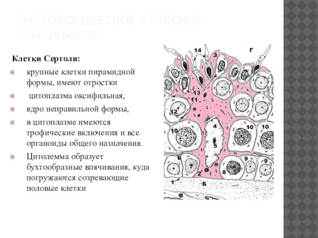 ГИСТОЛОГИЧЕСКОЕ СТРОЕНИЕ СЕМЕННИКОВ Клетки Сертоли: крупные клетки пирамидной формы, имеют отростки