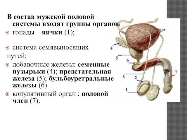 В состав мужской половой системы входят группы органов: гонады – яички