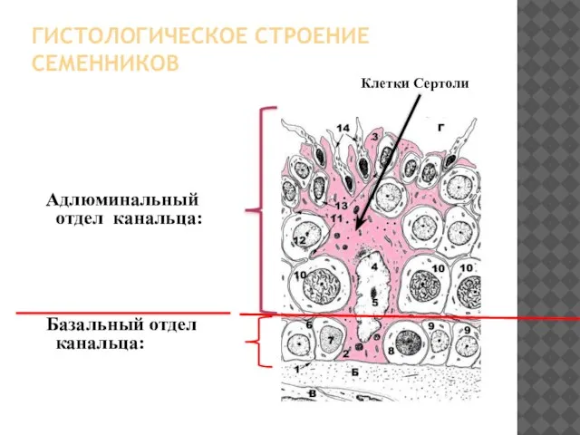 ГИСТОЛОГИЧЕСКОЕ СТРОЕНИЕ СЕМЕННИКОВ Адлюминальный отдел канальца: Базальный отдел канальца: Клетки Сертоли