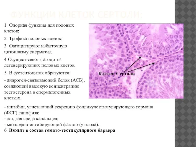 ФУНКЦИИ КЛЕТОК СЕРТОЛИ: 1. Опорная функция для половых клеток; 2. Трофика