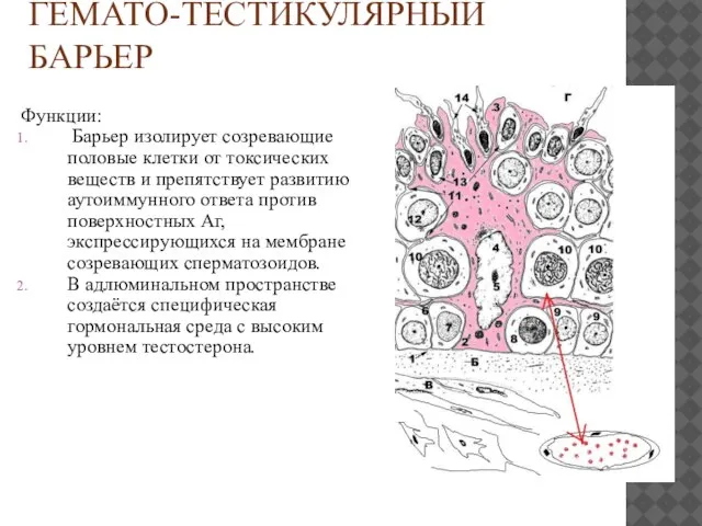 ГЕМАТО-ТЕСТИКУЛЯРНЫЙ БАРЬЕР Функции: Барьер изолирует созревающие половые клетки от токсических веществ