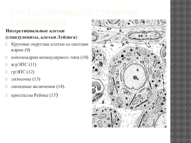 ГИСТОЛОГИЧЕСКОЕ СТРОЕНИЕ СЕМЕННИКОВ Интерстициальные клетки (гландулоциты, клетки Лейдига): Крупные округлые клетки
