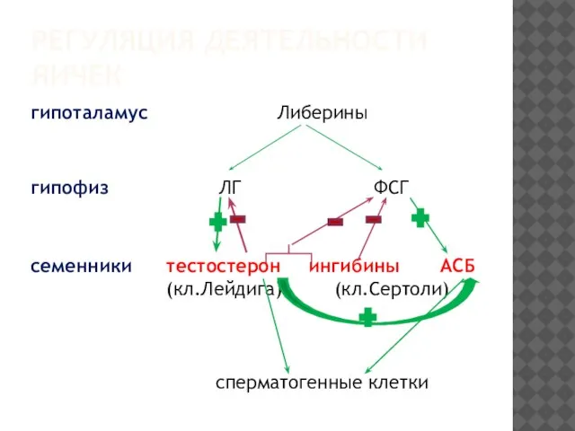 РЕГУЛЯЦИЯ ДЕЯТЕЛЬНОСТИ ЯИЧЕК