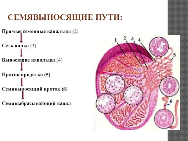 СЕМЯВЫНОСЯЩИЕ ПУТИ: Прямые семенные канальцы (2) Сеть яичка (3) Выносящие канальцы