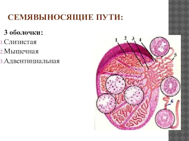 СЕМЯВЫНОСЯЩИЕ ПУТИ: 3 оболочки: Слизистая Мышечная Адвентициальная