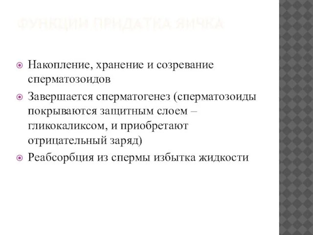 ФУНКЦИИ ПРИДАТКА ЯИЧКА Накопление, хранение и созревание сперматозоидов Завершается сперматогенез (сперматозоиды