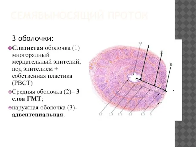 СЕМЯВЫНОСЯЩИЙ ПРОТОК 3 оболочки: Слизистая оболочка (1) многорядный мерцательный эпителий, под