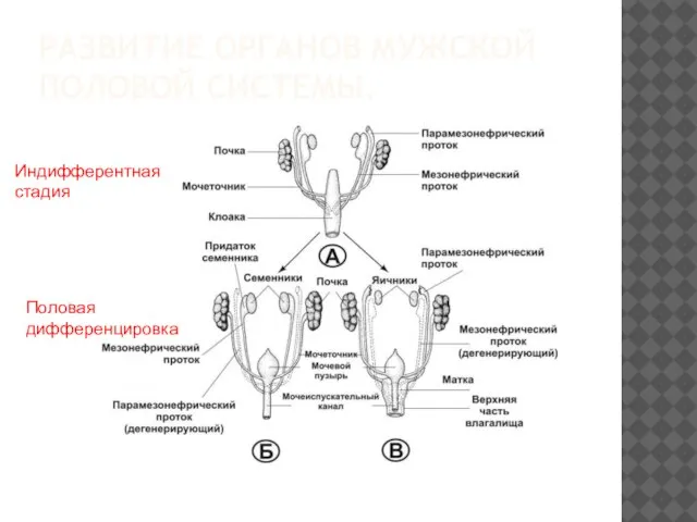 РАЗВИТИЕ ОРГАНОВ МУЖСКОЙ ПОЛОВОЙ СИСТЕМЫ. Индифферентная стадия Половая дифференцировка