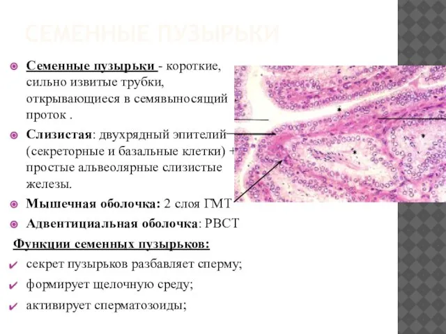 СЕМЕННЫЕ ПУЗЫРЬКИ Семенные пузырьки - короткие, сильно извитые трубки, открывающиеся в