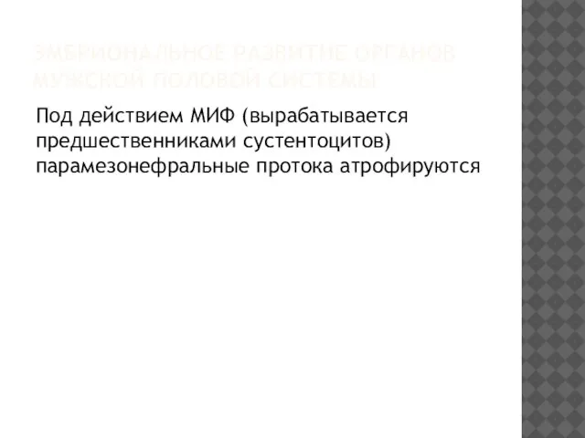 ЭМБРИОНАЛЬНОЕ РАЗВИТИЕ ОРГАНОВ МУЖСКОЙ ПОЛОВОЙ СИСТЕМЫ Под действием МИФ (вырабатывается предшественниками сустентоцитов) парамезонефральные протока атрофируются