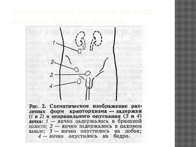 ЭМБРИОНАЛЬНОЕ РАЗВИТИЕ ОРГАНОВ МУЖСКОЙ ПОЛОВОЙ СИСТЕМЫ
