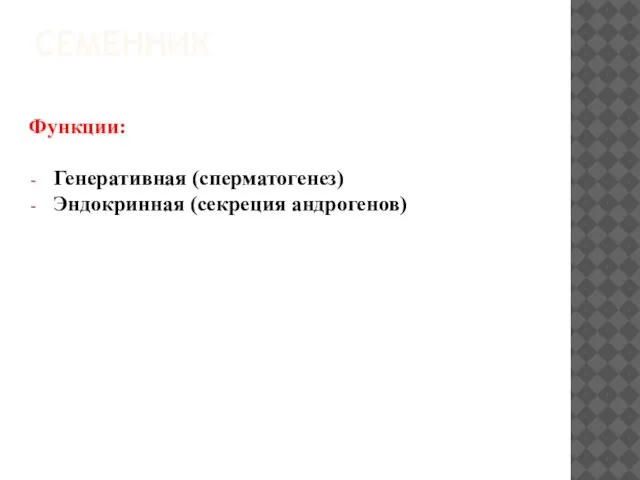 СЕМЕННИК Функции: Генеративная (сперматогенез) Эндокринная (секреция андрогенов)