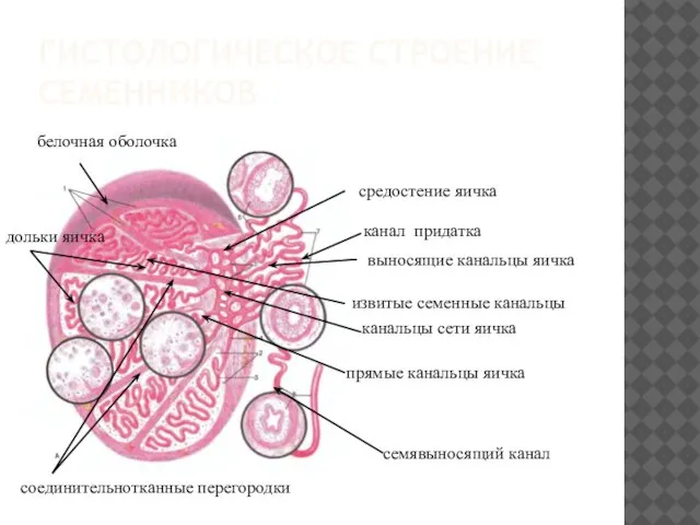 ГИСТОЛОГИЧЕСКОЕ СТРОЕНИЕ СЕМЕННИКОВ белочная оболочка средостение яичка соединительнотканные перегородки дольки яичка