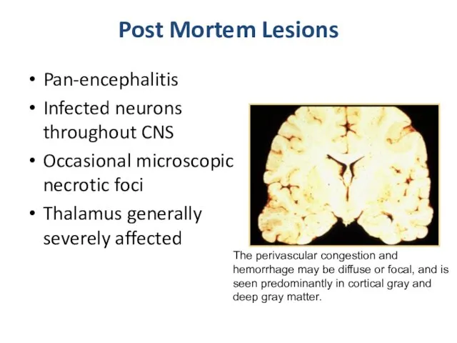 Post Mortem Lesions Pan-encephalitis Infected neurons throughout CNS Occasional microscopic necrotic