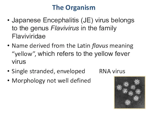 The Organism Japanese Encephalitis (JE) virus belongs to the genus Flavivirus