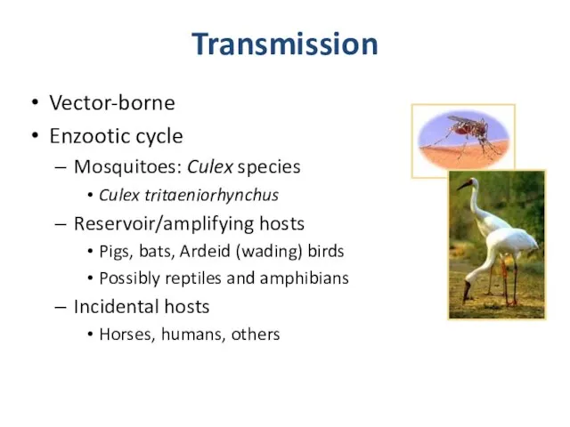 Transmission Vector-borne Enzootic cycle Mosquitoes: Culex species Culex tritaeniorhynchus Reservoir/amplifying hosts
