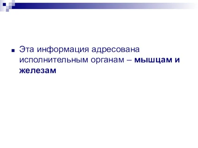 Эта информация адресована исполнительным органам – мышцам и железам