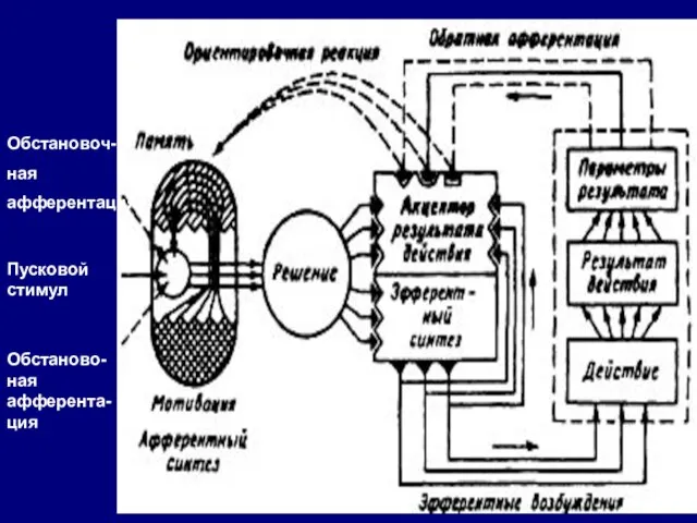 Обстановоч- ная афферентация Пусковой стимул Обстаново- ная афферента- ция