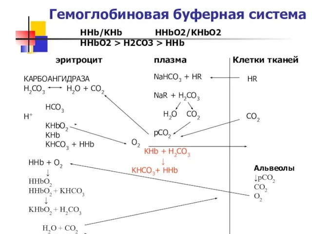 Гемоглобиновая буферная система HHb/KHb HHbO2/KHbO2 HHbO2 > H2CO3 > HHb эритроцит