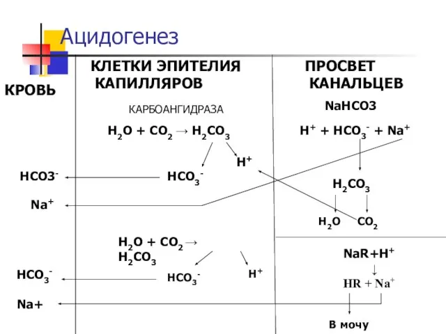 Ацидогенез КЛЕТКИ ЭПИТЕЛИЯ КАПИЛЛЯРОВ ПРОСВЕТ КАНАЛЬЦЕВ КРОВЬ КАРБОАНГИДРАЗА H2O + CO2