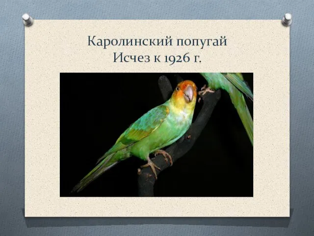 Каролинский попугай Исчез к 1926 г.