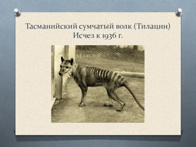 Тасманийский сумчатый волк (Тилацин) Исчез к 1936 г.