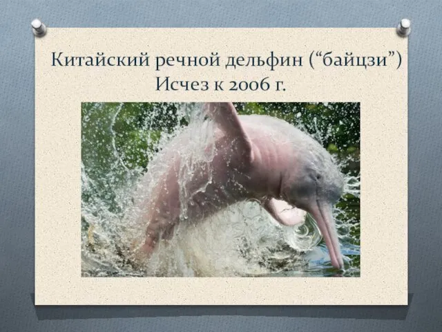 Китайский речной дельфин (“байцзи”) Исчез к 2006 г.