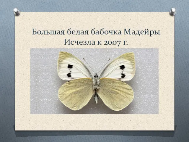Большая белая бабочка Мадейры Исчезла к 2007 г.