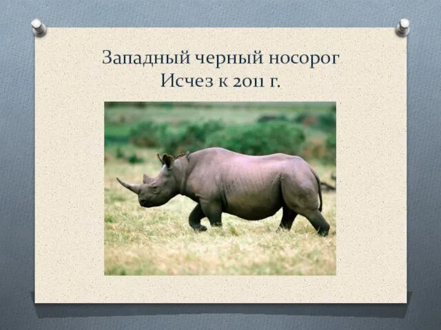 Западный черный носорог Исчез к 2011 г.
