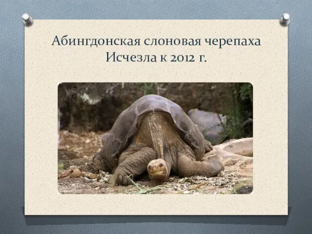 Абингдонская слоновая черепаха Исчезла к 2012 г.