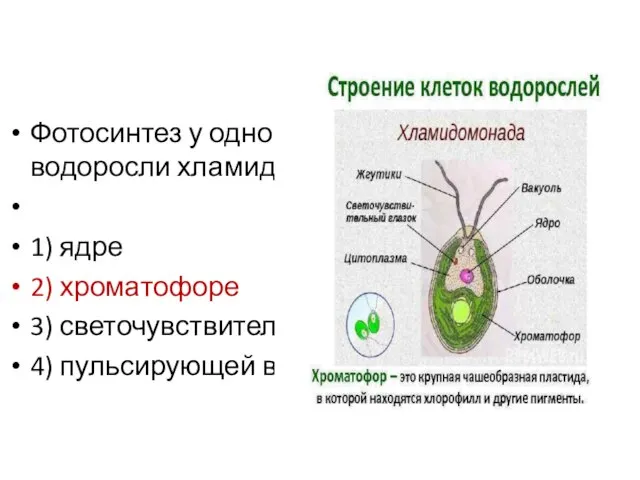 Фотосинтез у одноклеточной зелёной водоросли хламидомонады протекает в 1) ядре 2)