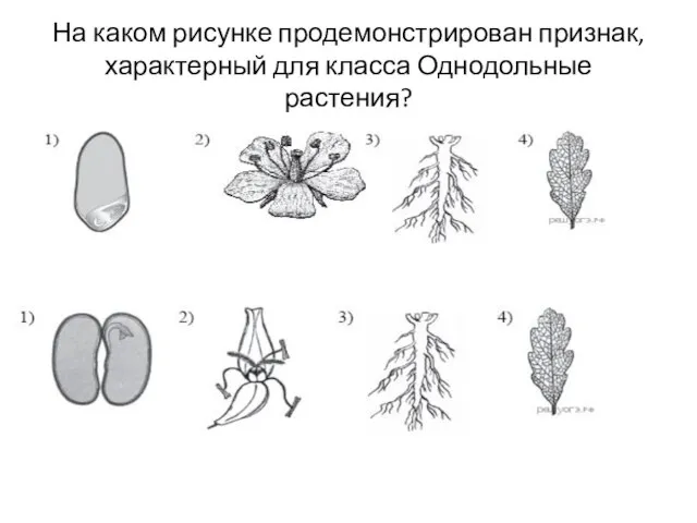 На каком рисунке продемонстрирован признак, характерный для класса Однодольные растения?