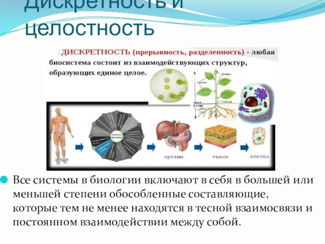 Дискретность и целостность Все системы в биологии включают в себя в